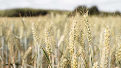Fonds d’urgence pour la sécurité alimentaire du gouvernement du Canada